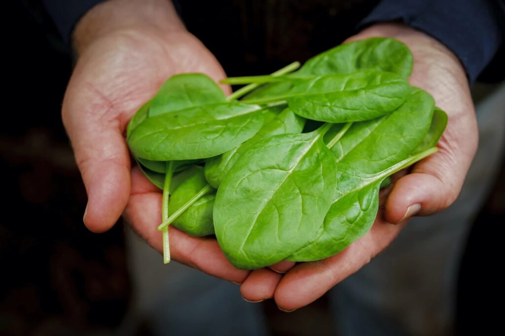 老年人营养不良吃什么好？这几种食物最合适